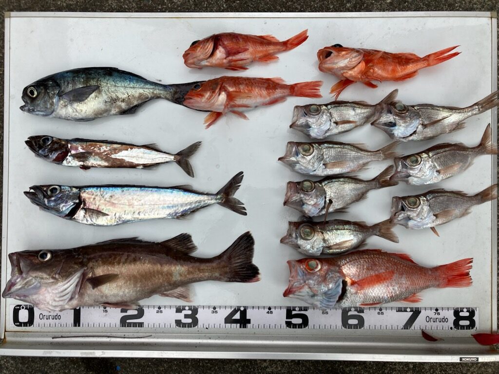 釣果情報～深場のお魚色々。
