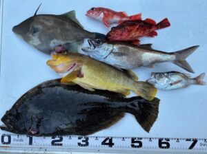 釣果情報～ヒラメ・アオハタ・クロムツ他