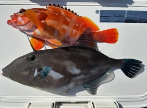 釣果情報～アカハタ＆ウマヅラハギ