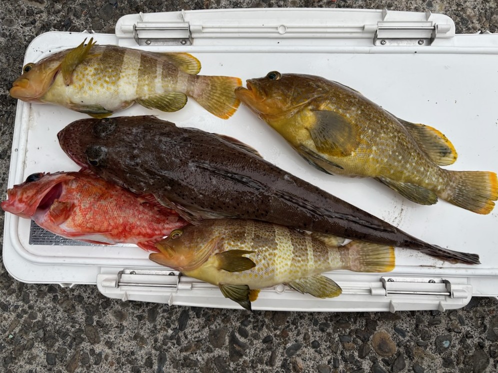 釣果情報～アオハタ・ワラサほか