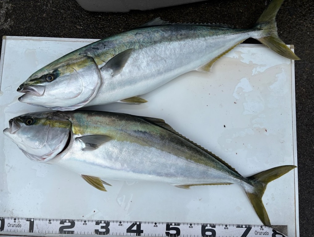 釣果情報～ワラサ。