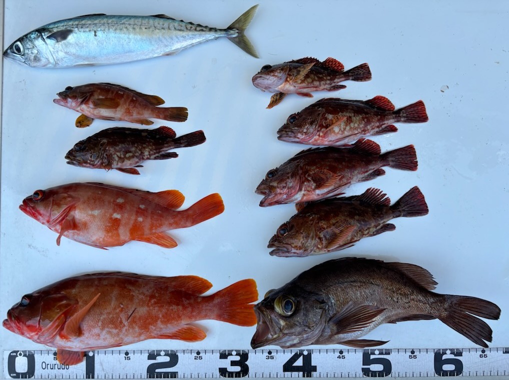 釣果情報～特大メバルほか