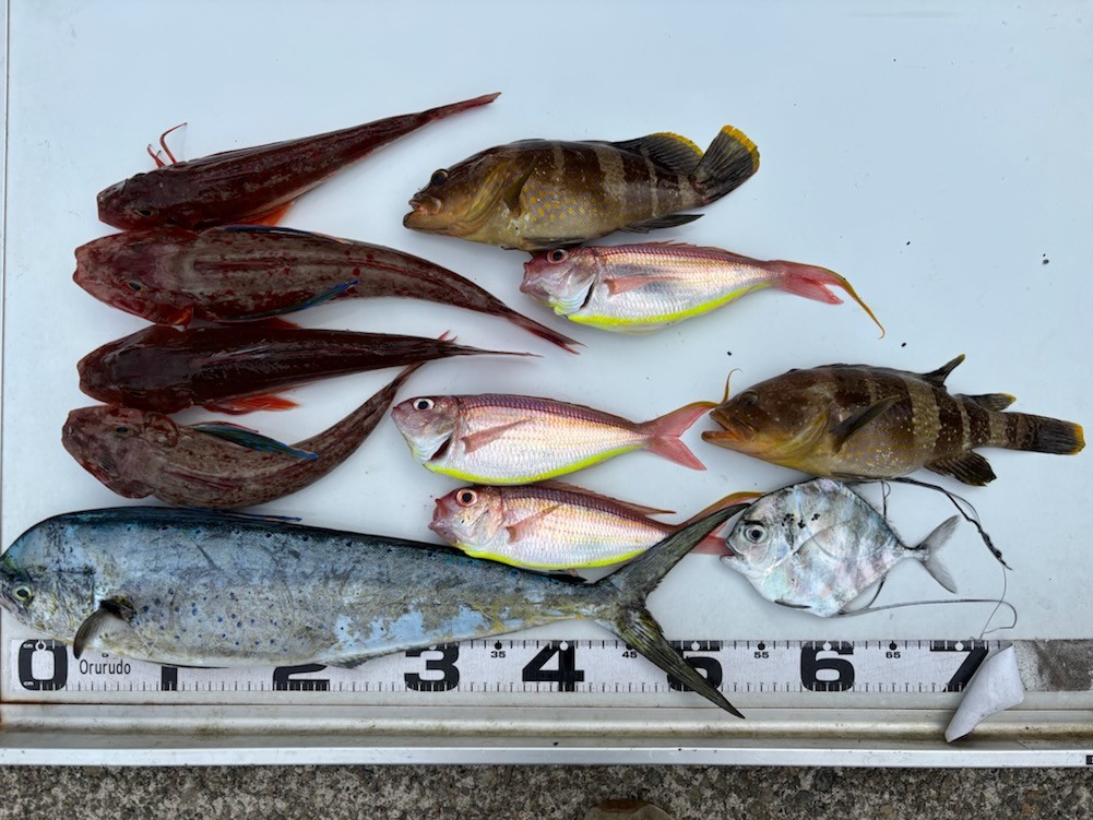 釣果情報～ホウボウ・アオハタ・イトヒキアジなど。