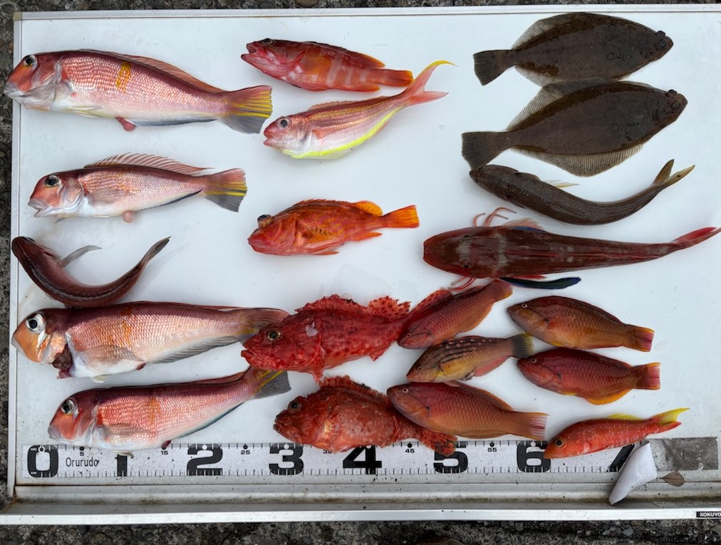 釣果情報～アマダイ・ホウボウ・オニカサゴなど。