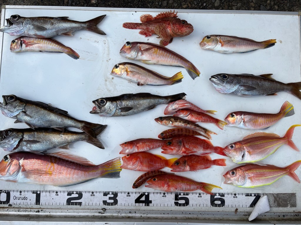 釣果情報～アマダイ・クロムツなどなど。