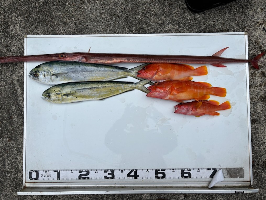 釣果情報～シイラ・アカハタ・アカヤガラ