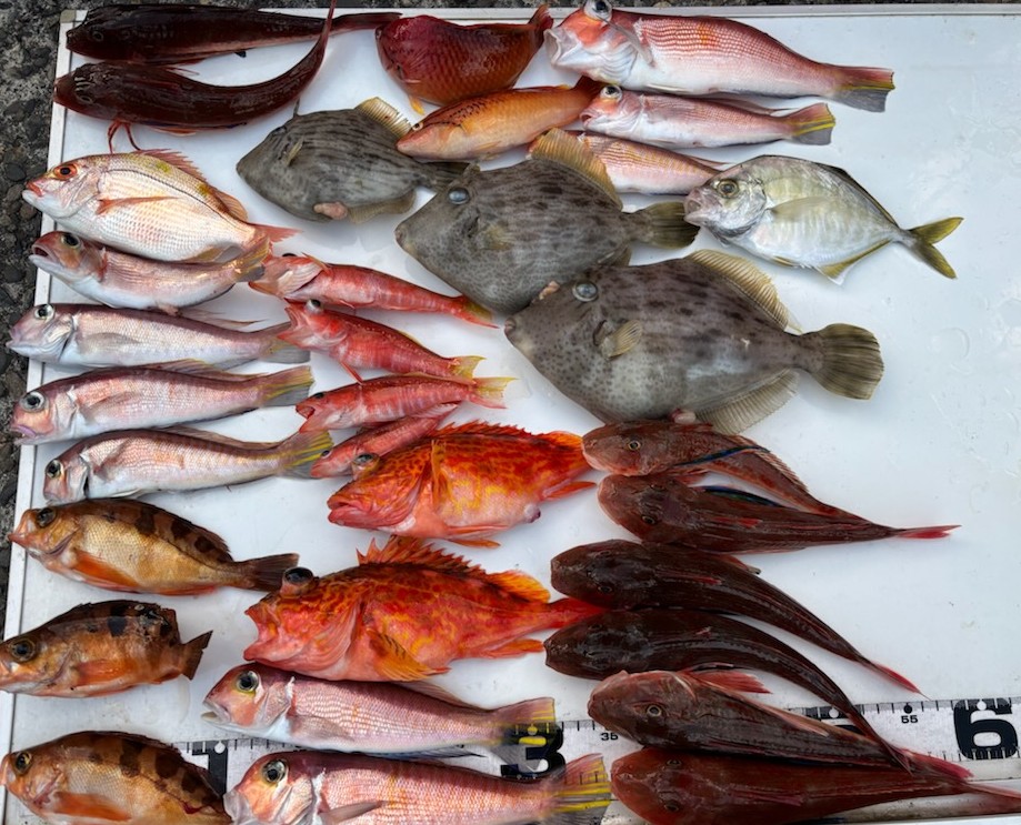 釣果情報～カワハギ・アマダイ・ホウボウなどなど。