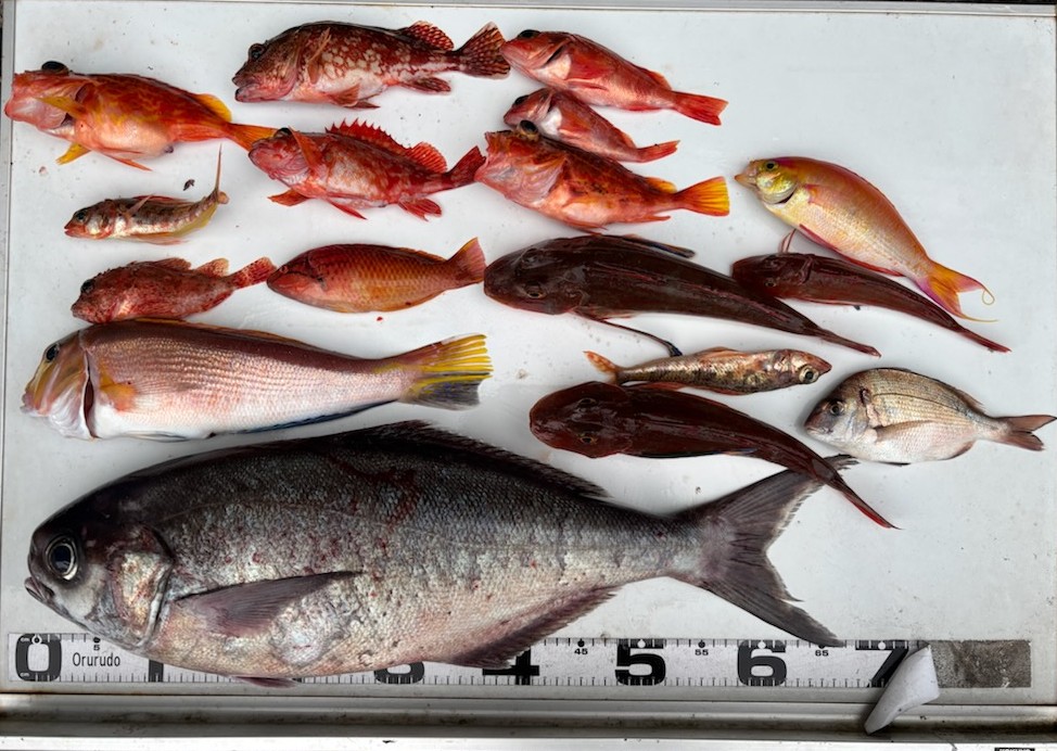 釣果情報～メダイ