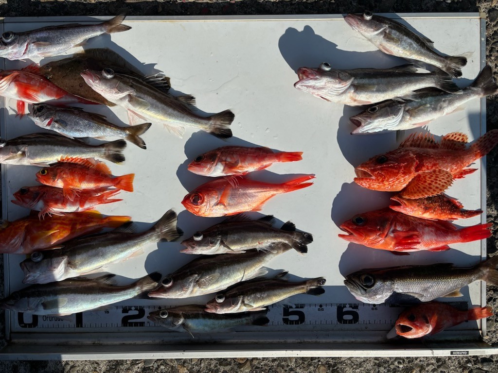 釣果情報～アラ・クロムツ・ユメカサゴなどなど。