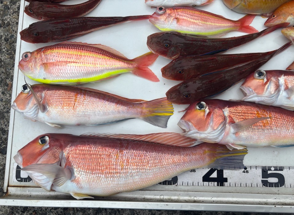 釣果情報～出ました！釣戦状クリア第1号～