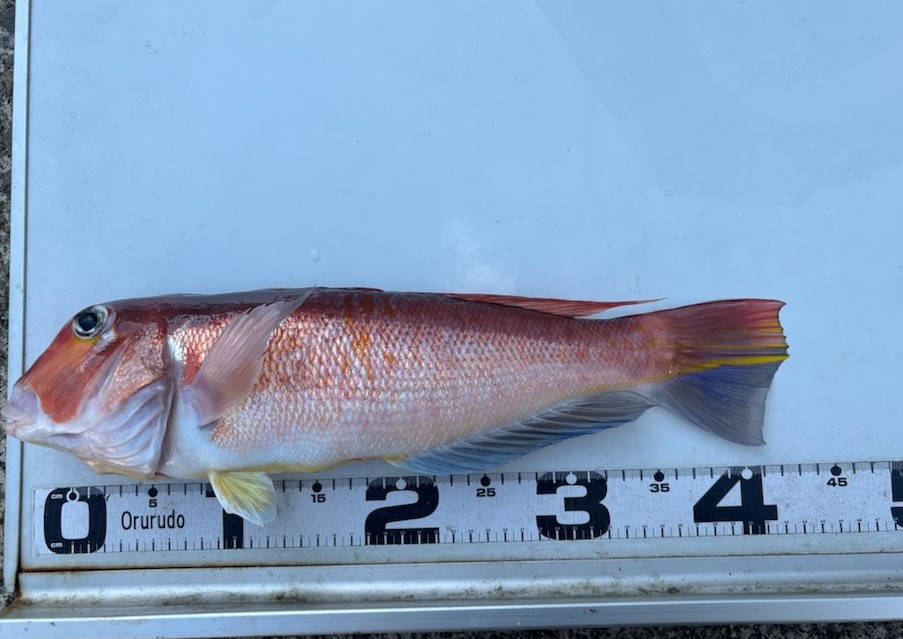 釣果情報～2日続けて釣戦状クリア～