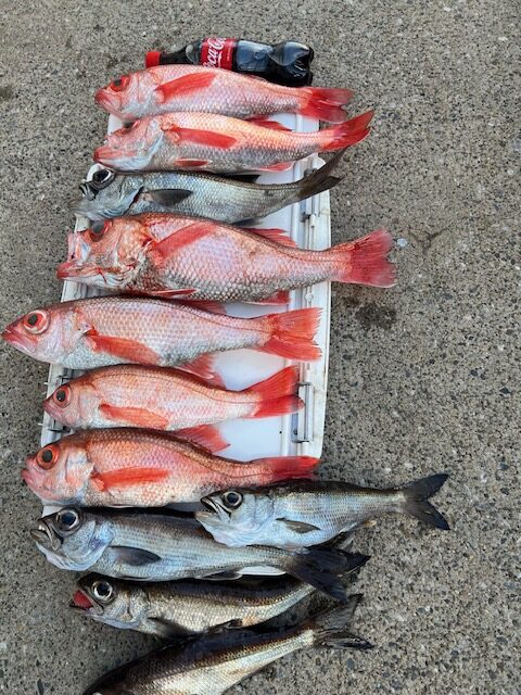 魚・魚（とと）情報