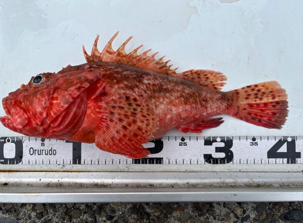 釣果情報～オニカサゴ。