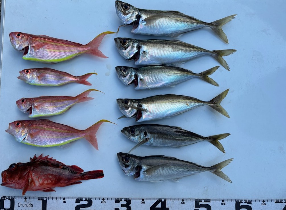 釣果情報～アジ・カサゴほか。