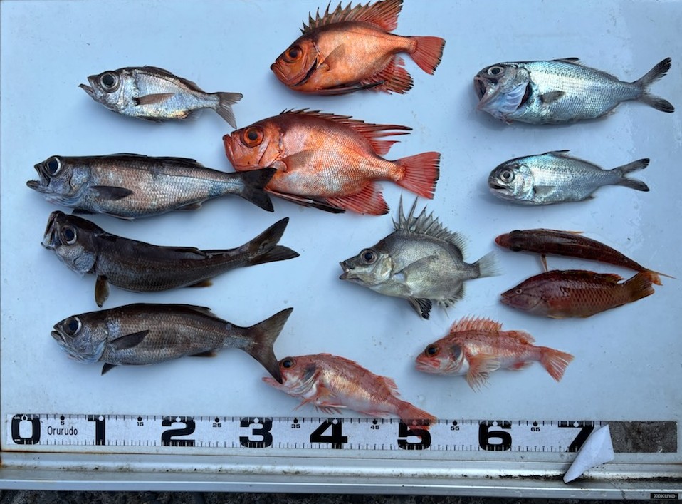 釣果情報～チカメキントキ・クロムツ・アマダイなどなど