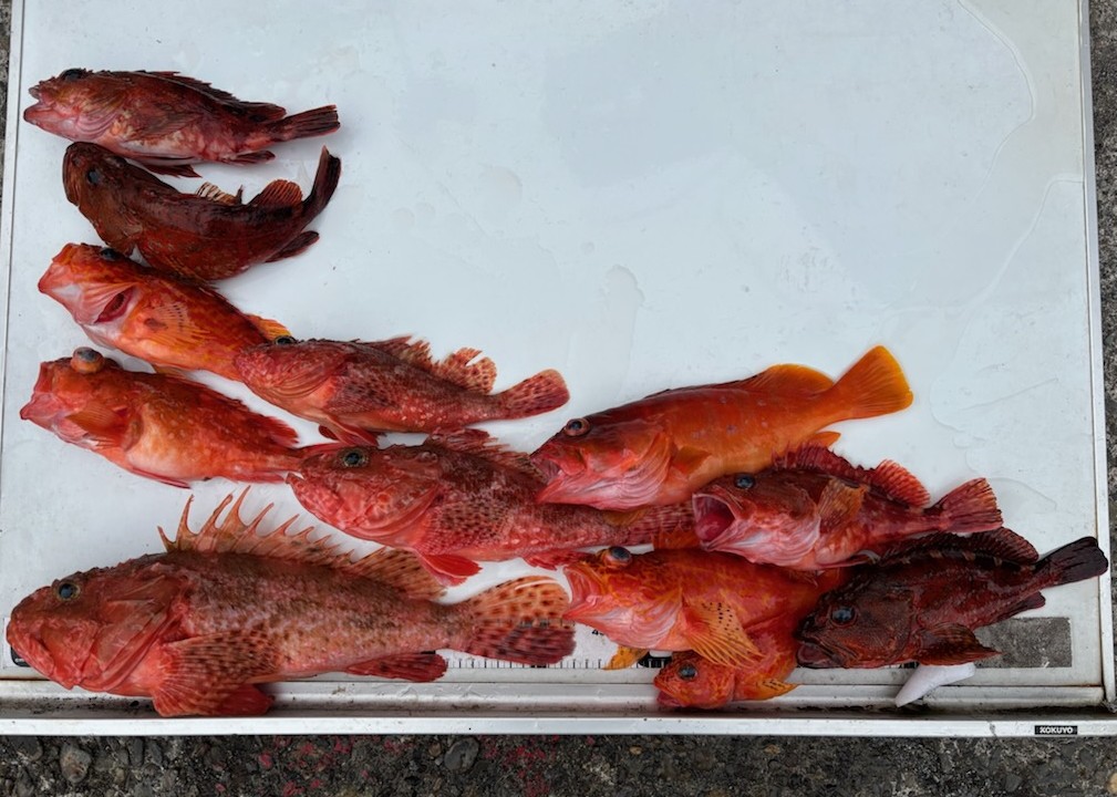 釣果情報～カサゴシリーズ＋α