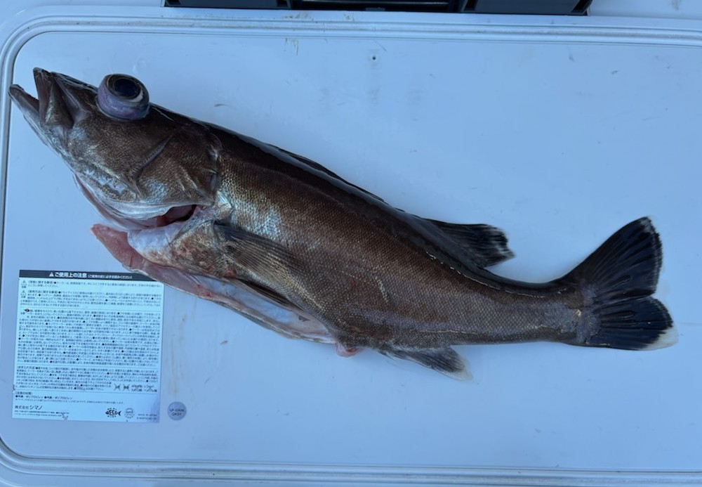 釣果情報～アラ