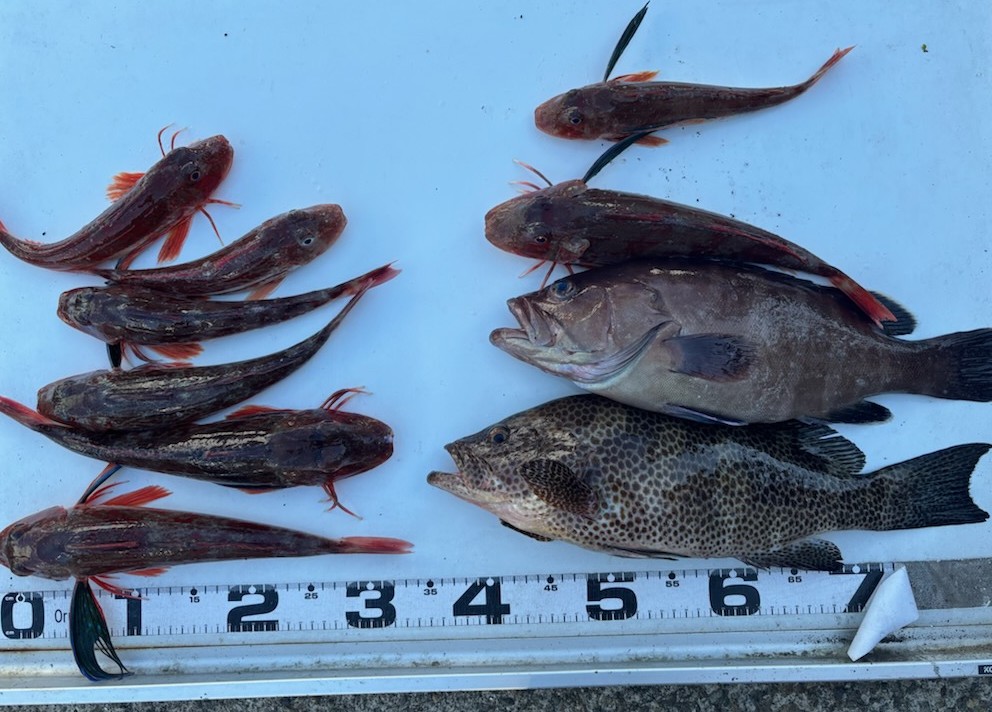 釣果情報～マハタ・オオモンハタほか