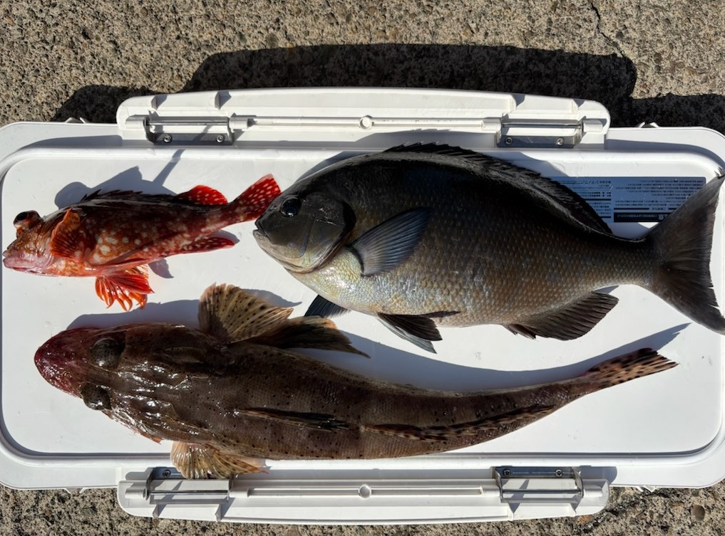 釣果情報～メジナ・ワニゴチ・カサゴ。