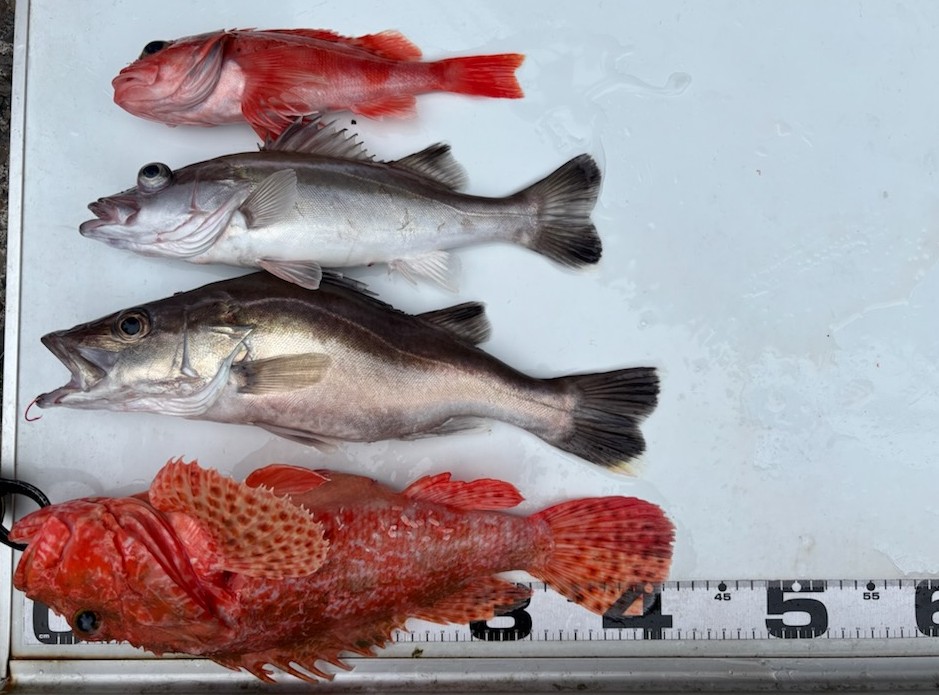 釣果情報～オニカサゴ・アラ・クロムツほか