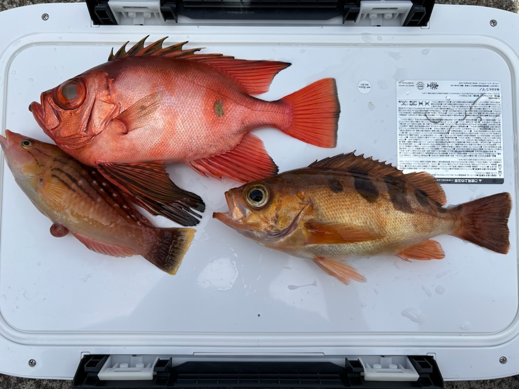 釣果情報～チカメキントキ・カサゴほか。