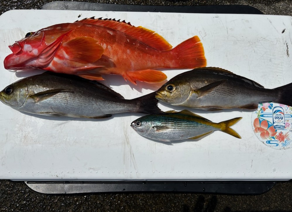 釣果情報～アカハタ・イサキ・タカベ