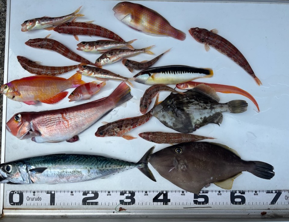 釣果情報～種類いろいろ