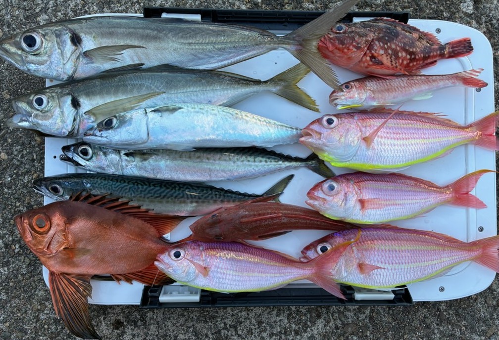 釣果情報～アジ・チカメキントキなどなど。
