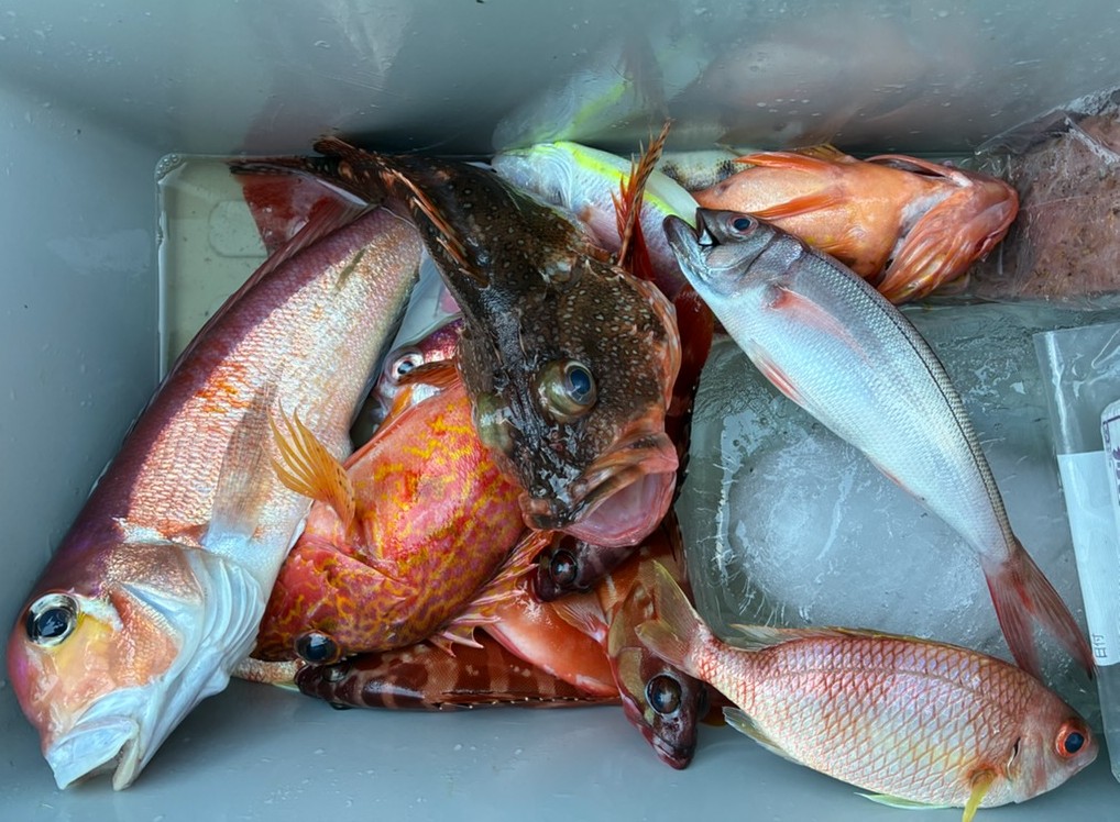 釣果情報～アマダイ・ヒメダイ・タマガシラなどなど